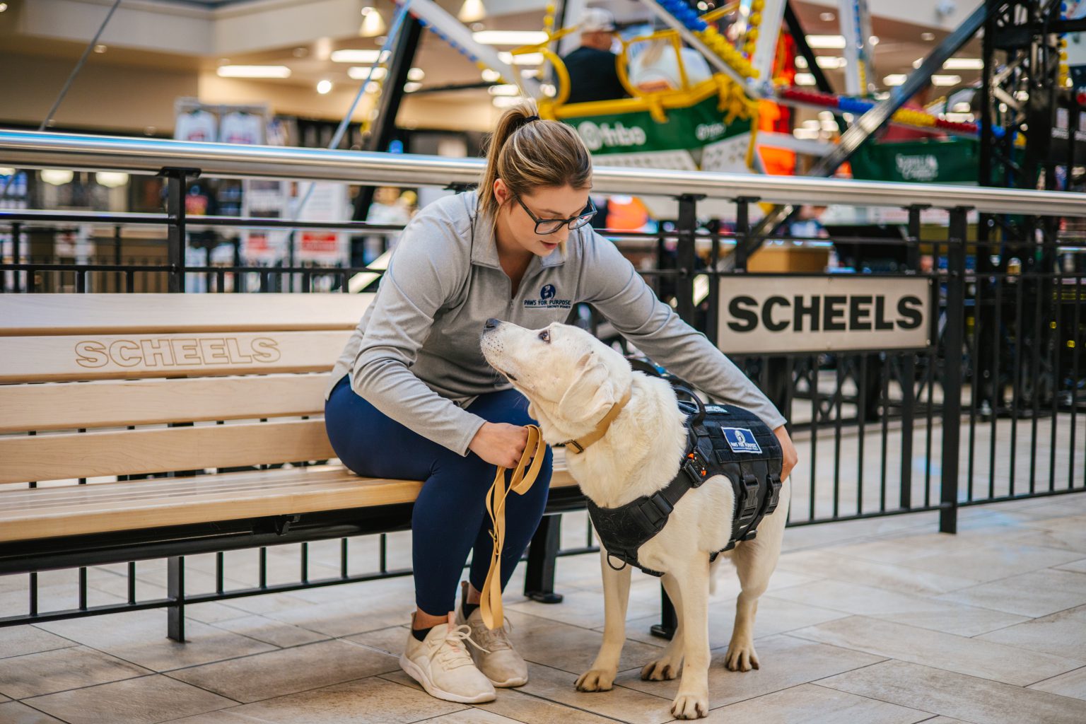 A Paws For Purpose handler kneeling at eye level with a vested service Lab on a Scheels mall bench