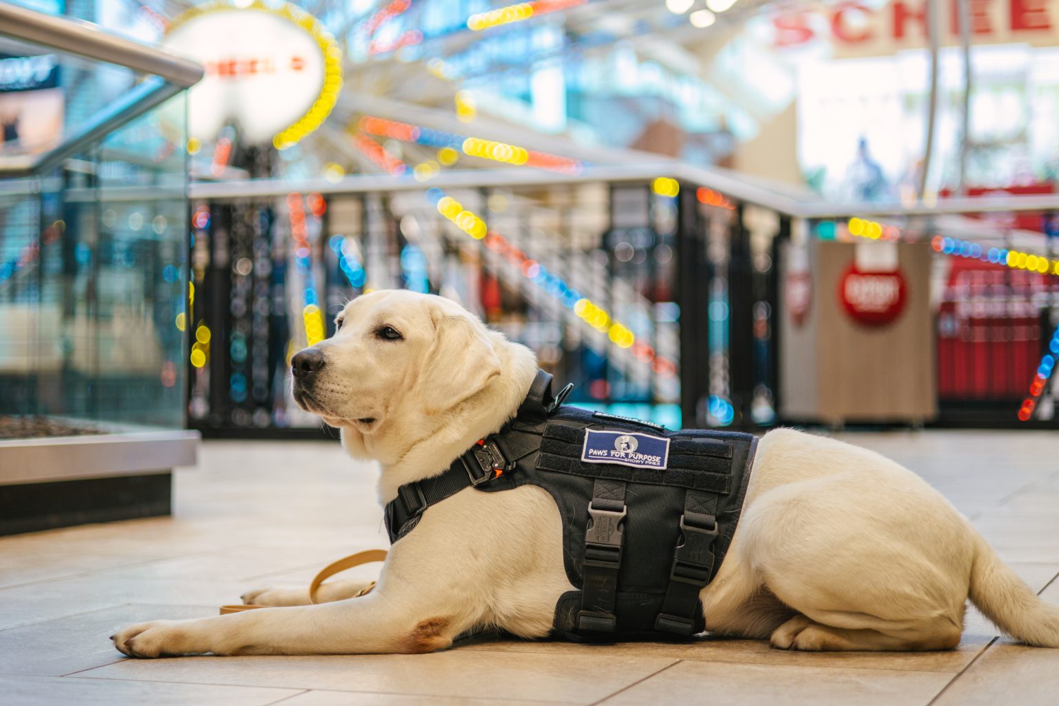 A trained Paws For Purpose service dog lying calmly in a public space wearing its official Paws For Purpose · Snowy Pines vest
