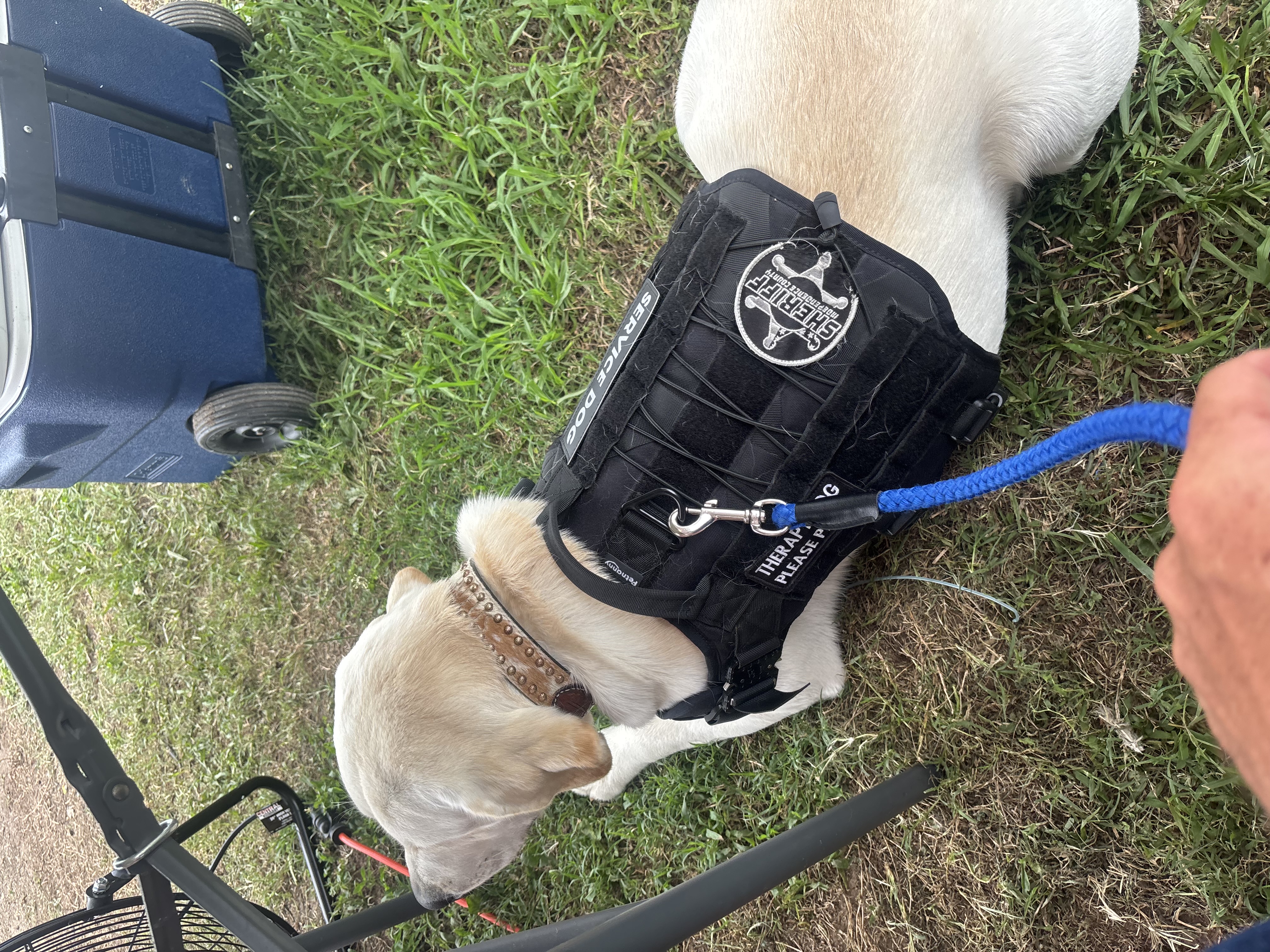 Close-up of Rufus's official Sheriff's Office vest — Independence County star badge with 'Therapy Dog · Please Pet Me' patch