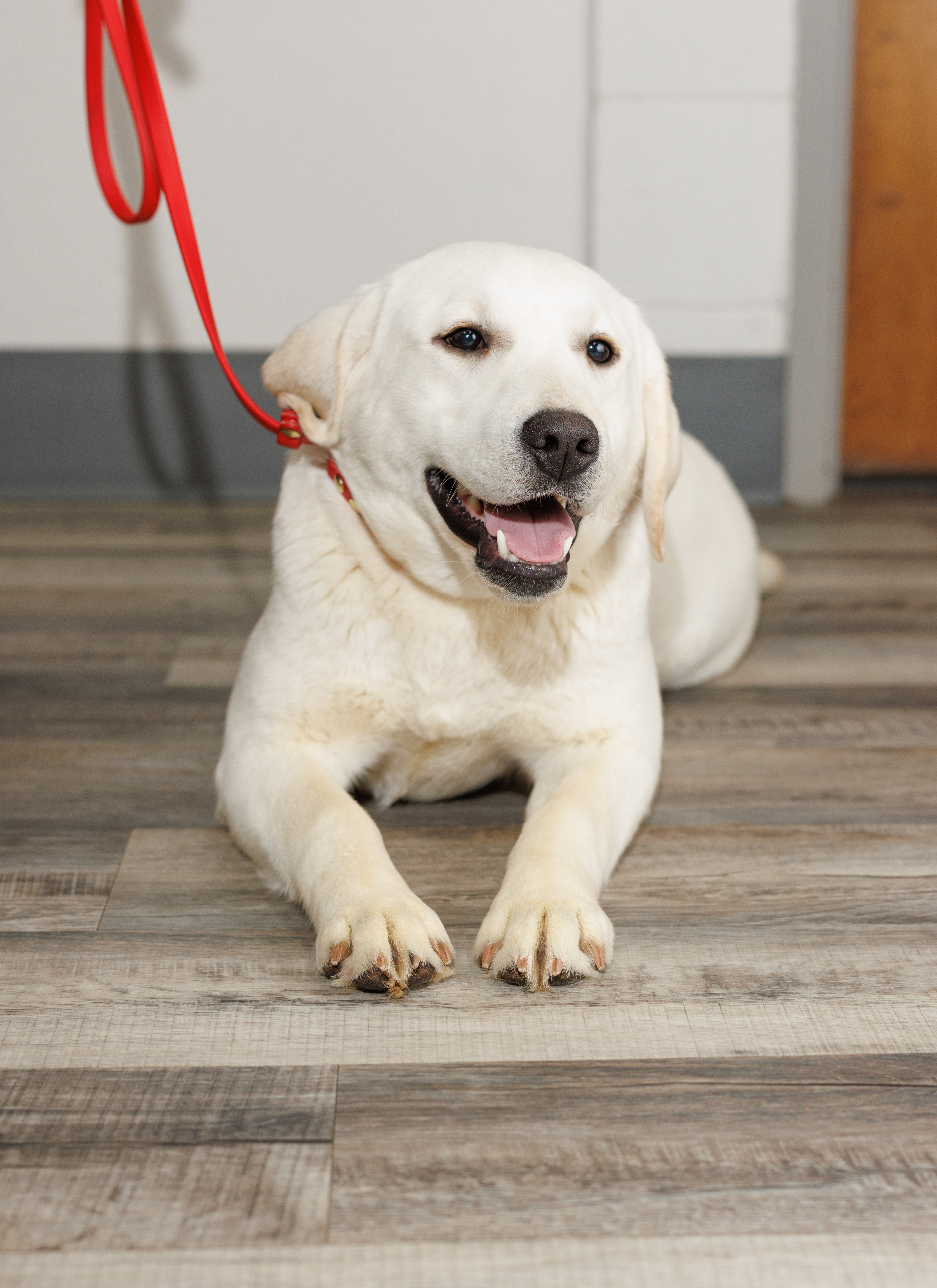 A White English Labrador in training