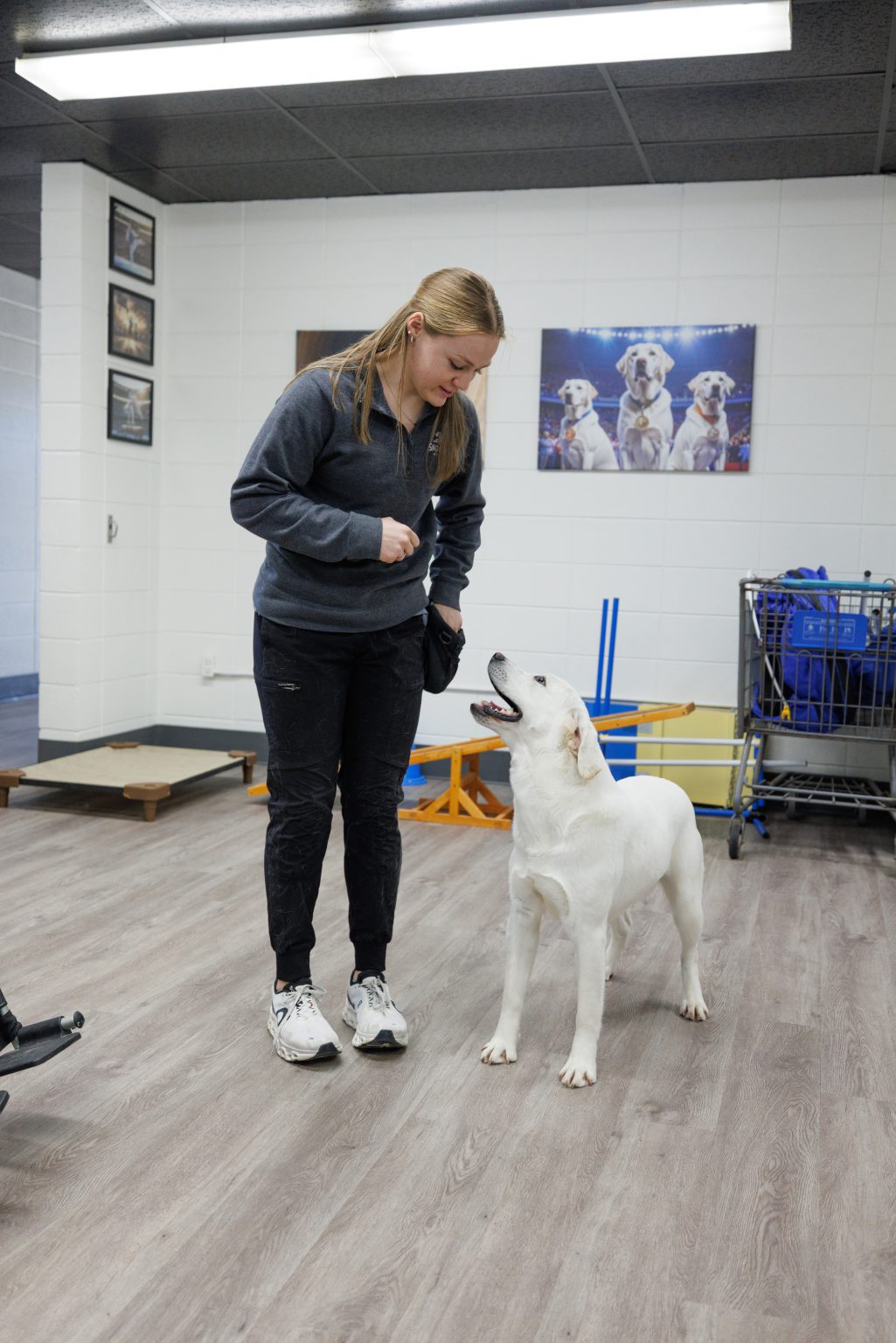 A Snowy Pines trainer working obedience cues with a White English Lab in the training room
